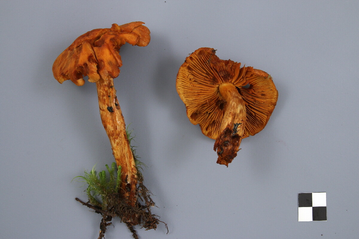 Cortinarius neocallisteus image